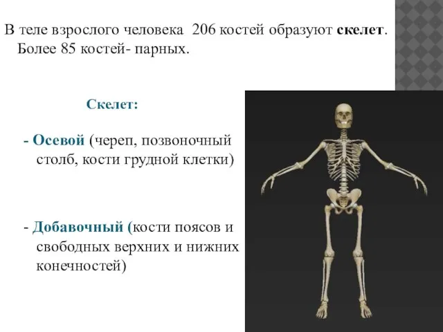 В теле взрослого человека 206 костей образуют скелет. Более 85 костей- парных.