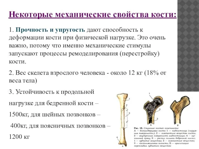 Некоторые механические свойства кости: 1. Прочность и упругость дают способность к деформации