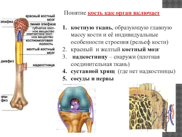 Понятие кость как орган включает костную ткань, образующую главную массу кости и