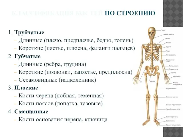 КЛАССИФИКАЦИЯ КОСТЕЙ ПО СТРОЕНИЮ 1. Трубчатые Длинные (плечо, предплечье, бедро, голень) Короткие