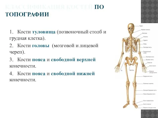 КЛАССИФИКАЦИЯ КОСТЕЙ ПО ТОПОГРАФИИ: 1. Кости туловища (позвоночный столб и грудная клетка).