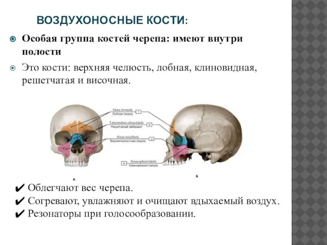 ВОЗДУХОНОСНЫЕ КОСТИ: Особая группа костей черепа: имеют внутри полости Это кости: верхняя