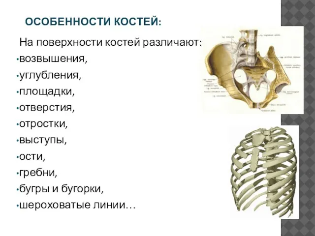 ОСОБЕННОСТИ КОСТЕЙ: На поверхности костей различают: возвышения, углубления, площадки, отверстия, отростки, выступы,