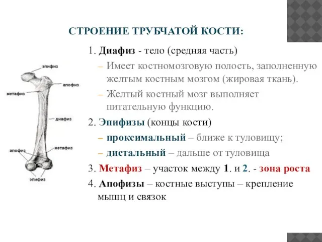 СТРОЕНИЕ ТРУБЧАТОЙ КОСТИ: 1. Диафиз - тело (средняя часть) Имеет костномозговую полость,