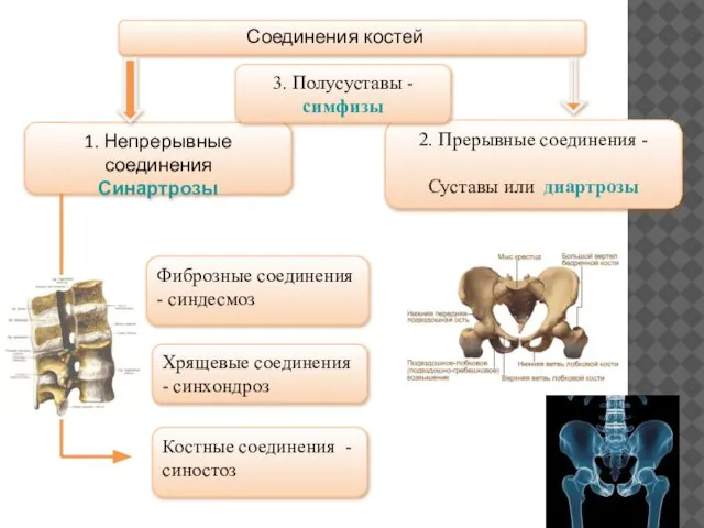 3. Полусуставы - симфизы