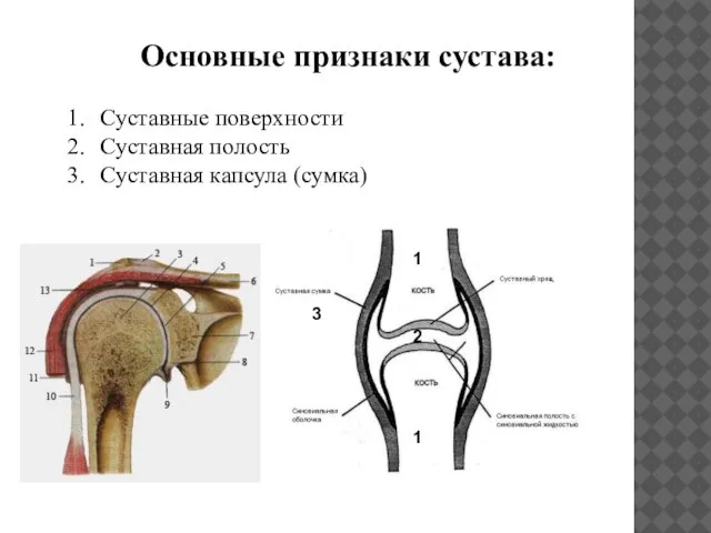 Основные признаки сустава: Суставные поверхности Суставная полость Суставная капсула (сумка) 1 1 2 3