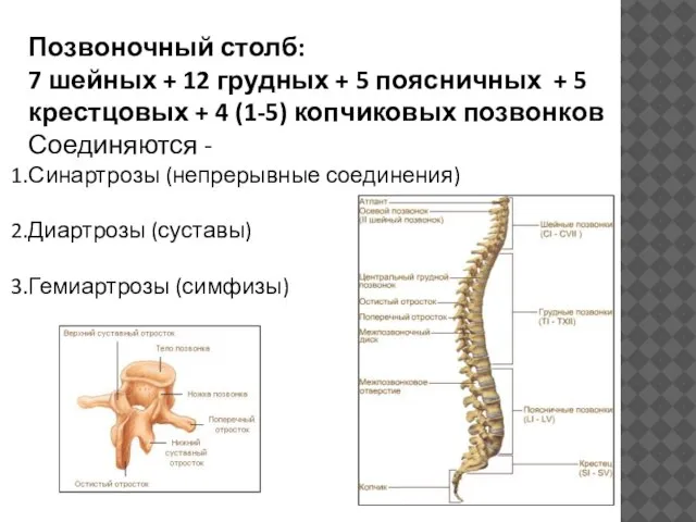 Позвоночный столб: 7 шейных + 12 грудных + 5 поясничных + 5