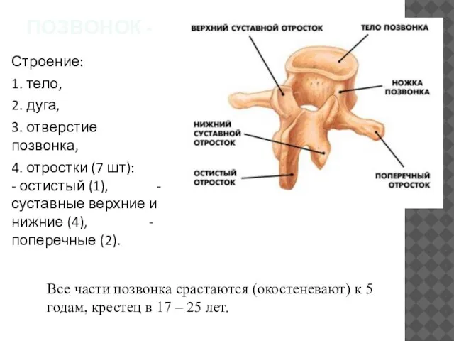 ПОЗВОНОК - Строение: 1. тело, 2. дуга, 3. отверстие позвонка, 4. отростки