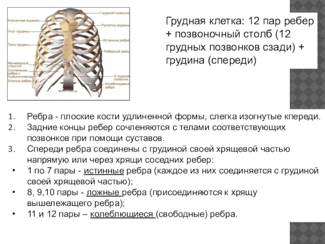 Грудная клетка: 12 пар ребер + позвоночный столб (12 грудных позвонков сзади)