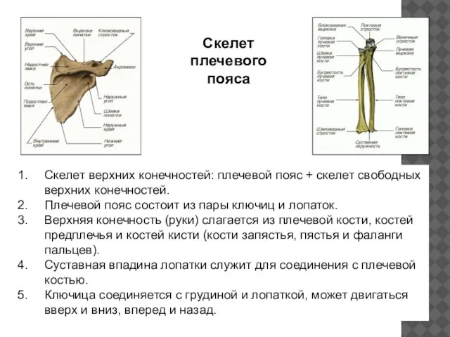 Скелет плечевого пояса Скелет верхних конечностей: плечевой пояс + скелет свободных верхних