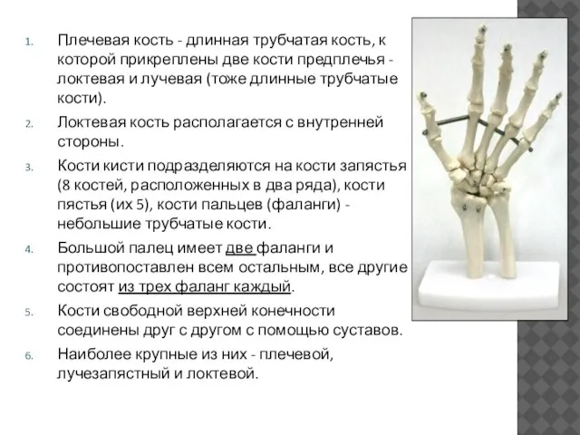 Плечевая кость - длинная трубчатая кость, к которой прикреплены две кости предплечья