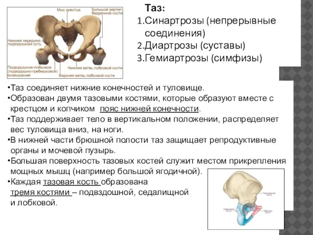 Таз: Синартрозы (непрерывные соединения) Диартрозы (суставы) Гемиартрозы (симфизы) Таз соединяет нижние конечностей