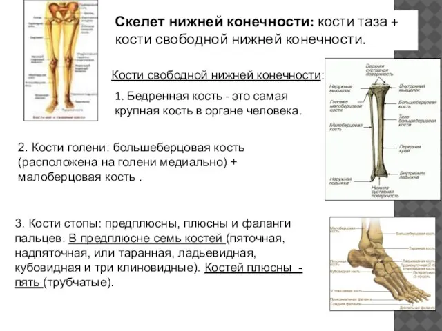 Скелет нижней конечности: кости таза + кости свободной нижней конечности. 1. Бедренная