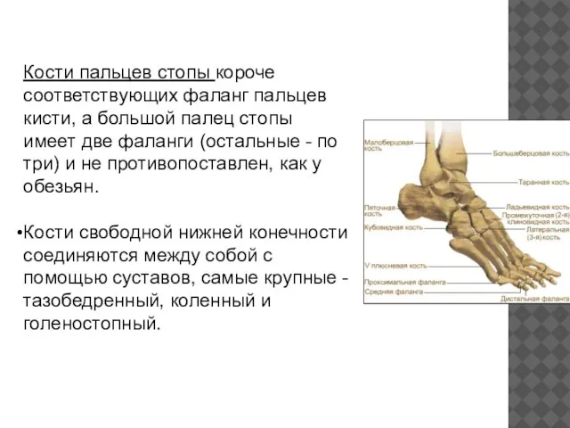 Кости пальцев стопы короче соответствующих фаланг пальцев кисти, а большой палец стопы