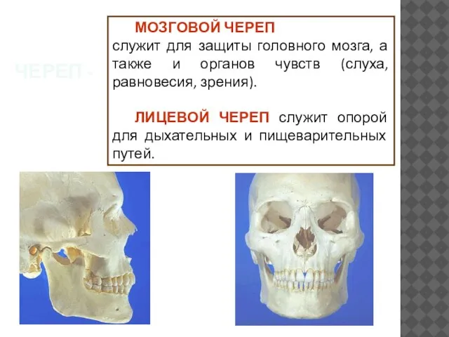 МОЗГОВОЙ ЧЕРЕП служит для защиты головного мозга, а также и органов чувств