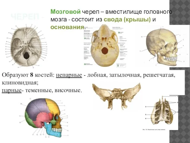 ЧЕРЕП - Мозговой череп – вместилище головного мозга - состоит из свода