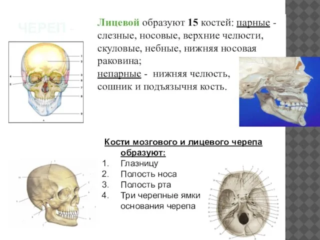 Лицевой образуют 15 костей: парные - слезные, носовые, верхние челюсти, скуловые, небные,