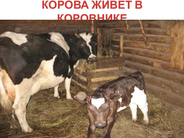 КОРОВА ЖИВЕТ В КОРОВНИКЕ