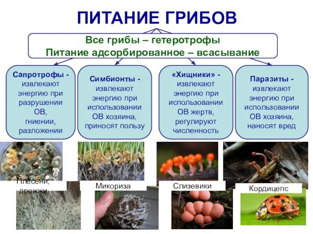 ПИТАНИЕ ГРИБОВ Сапротрофы - извлекают энергию при разрушении ОВ, гниении, разложении Паразиты