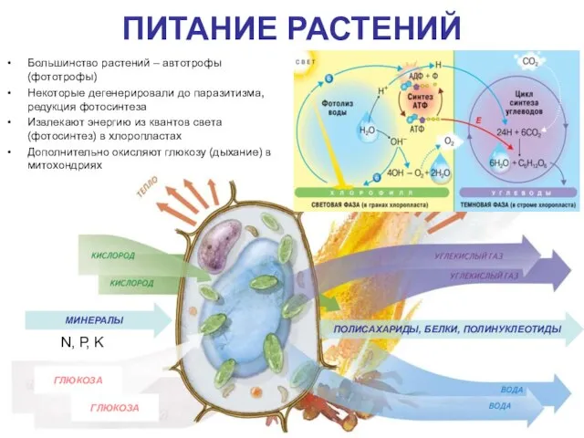 ПИТАНИЕ РАСТЕНИЙ Большинство растений – автотрофы (фототрофы) Некоторые дегенерировали до паразитизма, редукция