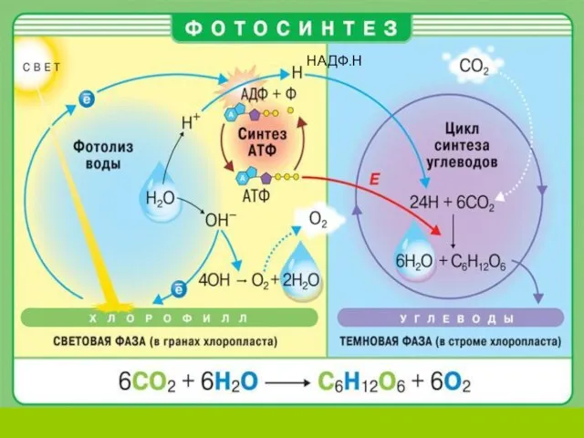 НАДФ.Н