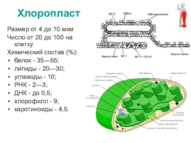 Хлоропласт Размер от 4 до 10 мкм Число от 20 до 100