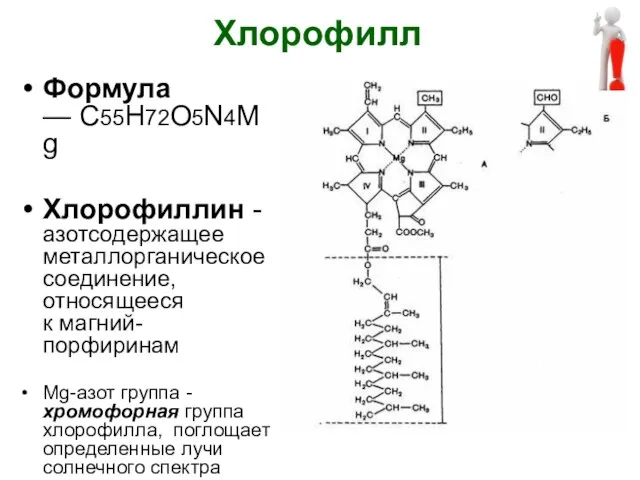Хлорофилл Формула — C55Н72O5N4Mg Хлорофиллин - азотсодержащее металлорганическое соединение, относящееся к магний-порфиринам