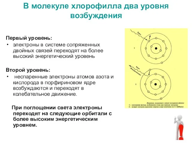 В молекуле хлорофилла два уровня возбуждения Первый уровень: электроны в системе сопряженных