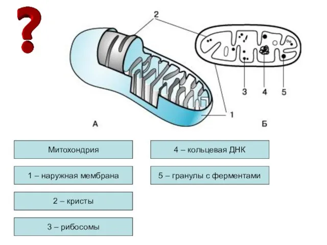 Митохондрия 1 – наружная мембрана 2 – кристы 3 – рибосомы 4