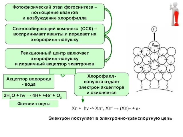 Фотофизический этап фотосинтеза – поглощение квантов и возбуждение хлорофилла Светособирающий комплекс (ССК)