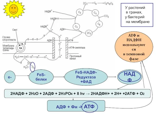 е- FeS- белки FeS-НАДФ- Редуктаза +ФАД НАДФ 2НАДФ + 2Н2О + 2АДФ