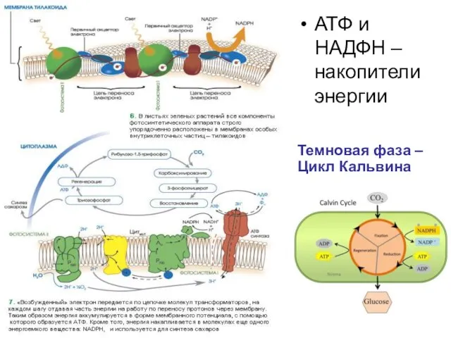 АТФ и НАДФН – накопители энергии Темновая фаза – Цикл Кальвина