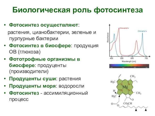 Биологическая роль фотосинтеза Фотосинтез осуществляют: растения, цианобактерии, зеленые и пурпурные бактерии Фотосинтез