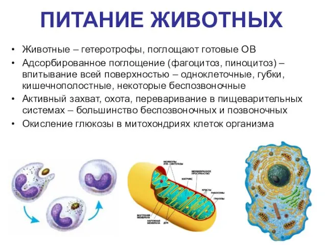 ПИТАНИЕ ЖИВОТНЫХ Животные – гетеротрофы, поглощают готовые ОВ Адсорбированное поглощение (фагоцитоз, пиноцитоз)