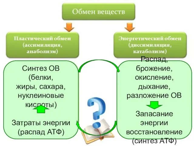 Синтез ОВ (белки, жиры, сахара, нуклеиновые кислоты) Затраты энергии (распад АТФ) Распад,