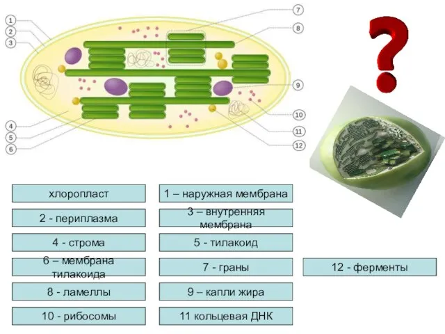 хлоропласт 1 – наружная мембрана 2 - периплазма 3 – внутренняя мембрана
