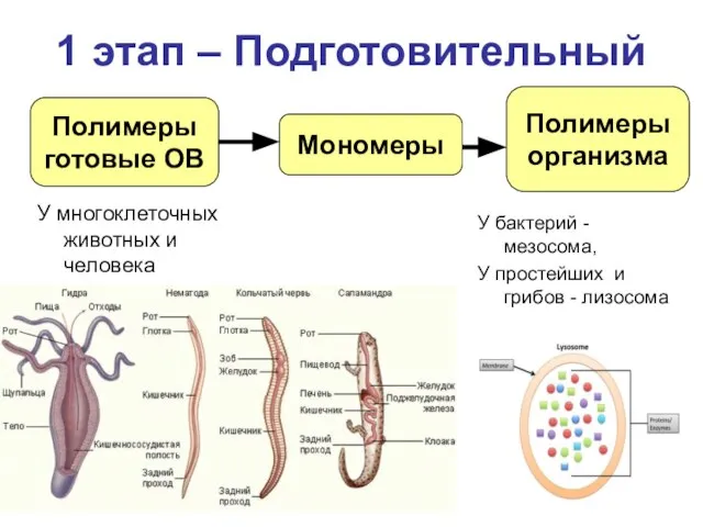 1 этап – Подготовительный У многоклеточных животных и человека Полимеры готовые ОВ