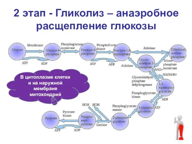 2 этап - Гликолиз – анаэробное расщепление глюкозы В цитоплазме клетки и на наружной мембране митохондрий