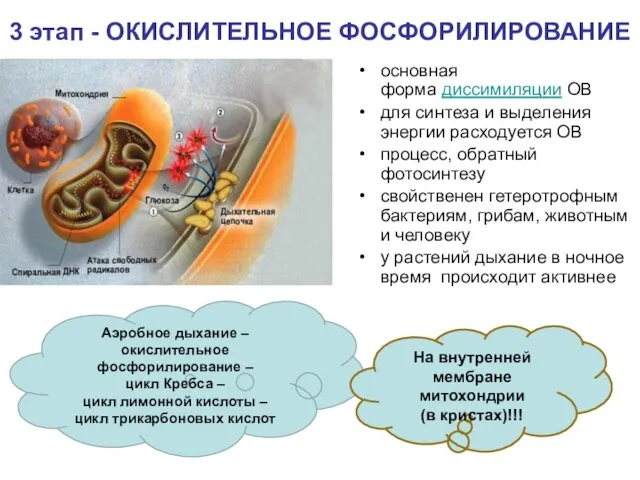 3 этап - ОКИСЛИТЕЛЬНОЕ ФОСФОРИЛИРОВАНИЕ основная форма диссимиляции ОВ для синтеза и