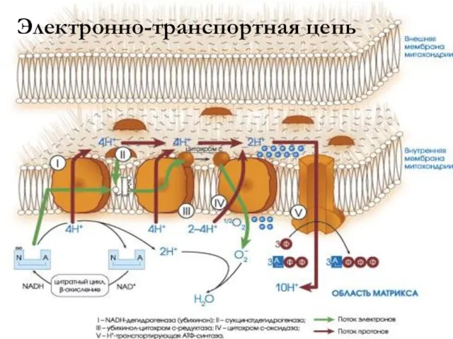 Электронно-транспортная цепь