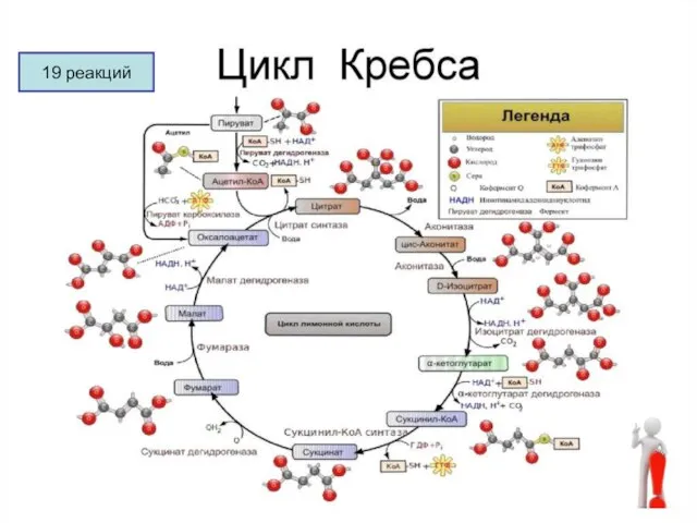 19 реакций