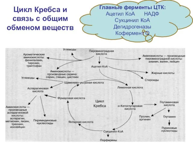 Цикл Кребса и связь с общим обменом веществ Главные ферменты ЦТК: Ацетил