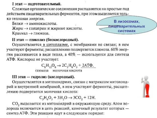 В лизосомах, пищеварительных системах