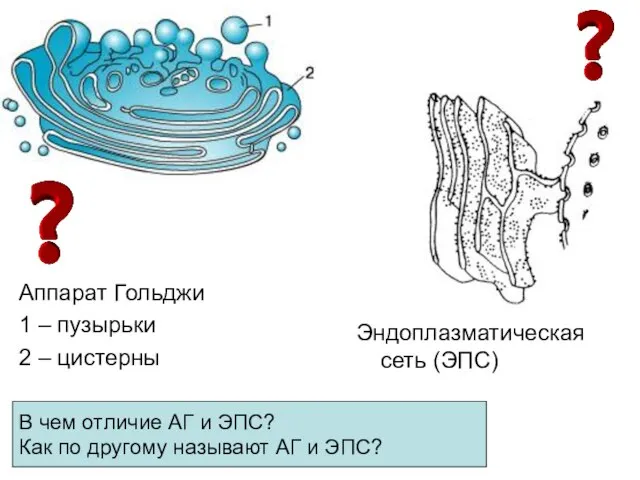 Аппарат Гольджи 1 – пузырьки 2 – цистерны Эндоплазматическая сеть (ЭПС) В