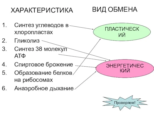 ХАРАКТЕРИСТИКА Синтез углеводов в хлоропластах Гликолиз Синтез 38 молекул АТФ Спиртовое брожение