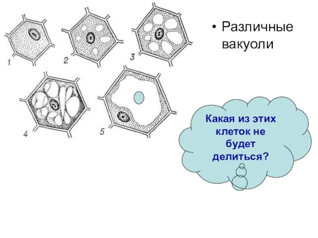 Различные вакуоли Какая из этих клеток не будет делиться?