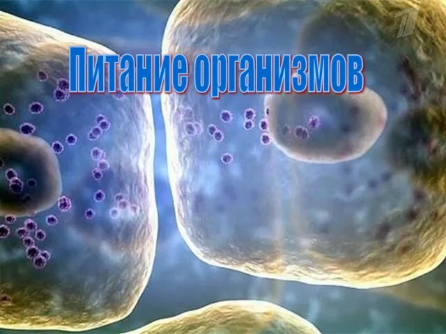 Питание организмов