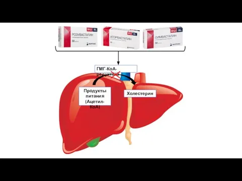 ГМГ-КоА-редуктаза Продукты питания (Ацетил-КоА) Холестерин