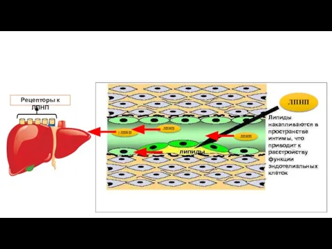 ЛПНП ↑ЛПНП ЛПНП ЛПНП Рецепторы к ЛПНП