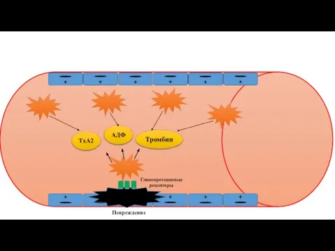 Повреждение Гликопротеиновые рецепторы